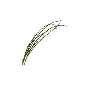 Illustration of SPH - Dell - Nourish - Garden - Chives