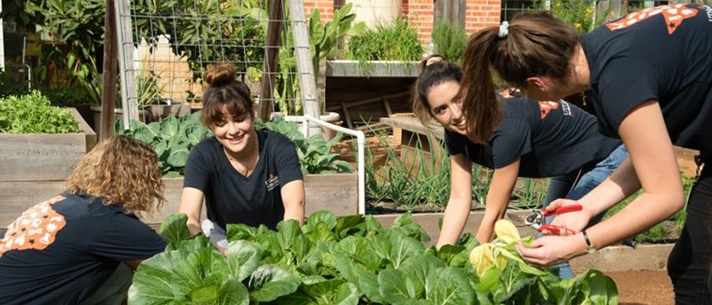 Students work in the UTHealth School of Public Health garden