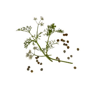 Illustration of SPH - Dell - Nourish - Garden - Coriander