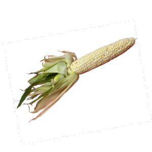 Illustration of SPH - Dell - Nourish - Garden - Corn
