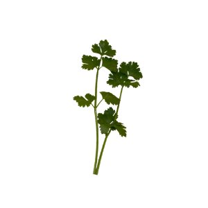 Illustration of SPH - Dell - Nourish - Garden - Cilantro