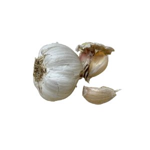 Illustration of SPH - Dell - Nourish - Garden - Garlic