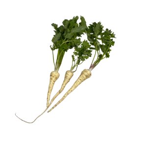 Illustration of SPH - DELL - Nourish - Garden - Parsnips