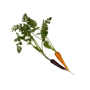Illustration of SPH - Dell - Nourish - Garden - Carrots