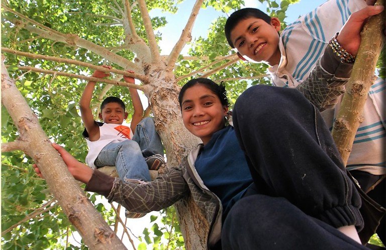 Children smiling while climbing a tree