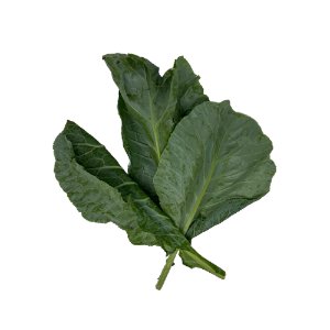 Illustration of SPH - Dell - Nourish - Garden - Collard Greens