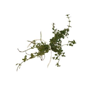 Illustration of SPH - Dell - Nourish - Garden - Thyme