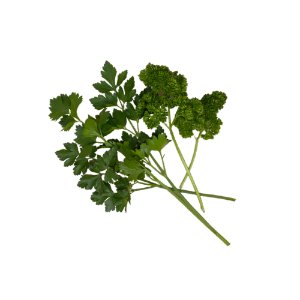 Illustration of SPH - Dell - Nourish - Garden - Parsley