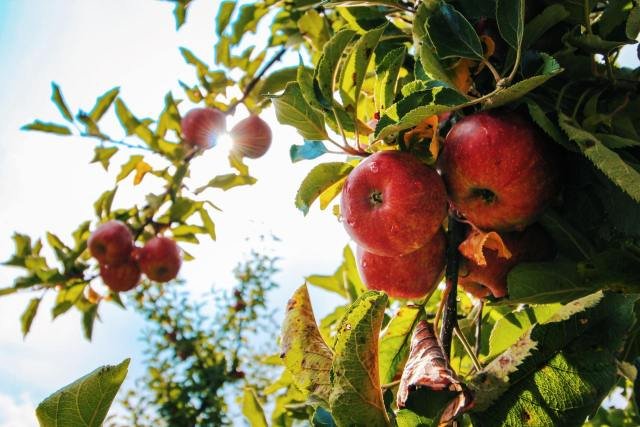 Image of an apple