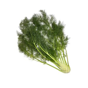 Illustration of SPH - Dell - Nourish - Garden - Fennel