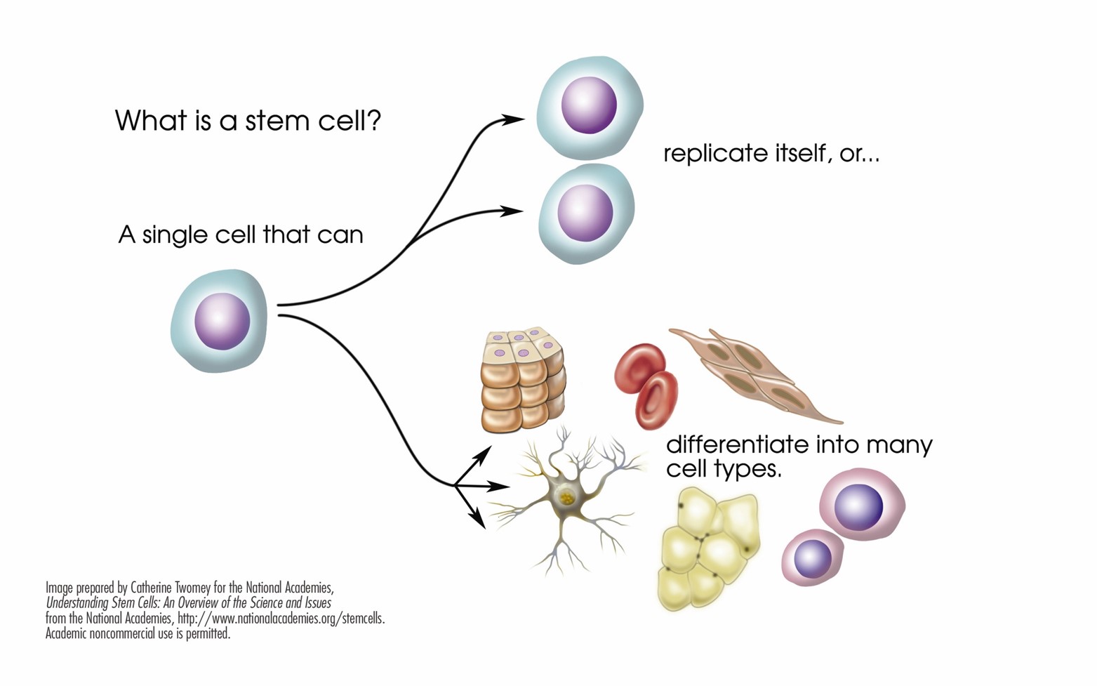 stem cell graphic_NIH