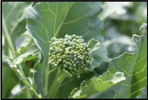 broccoli plant