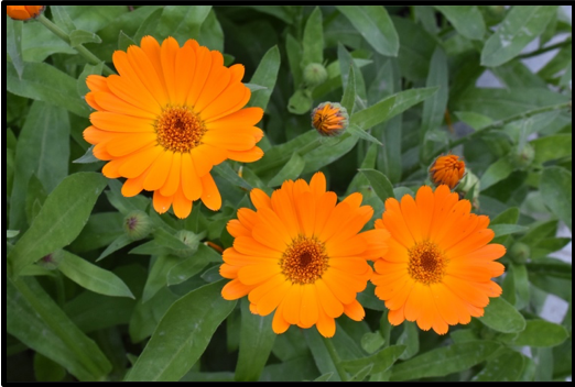 Calendula flowers