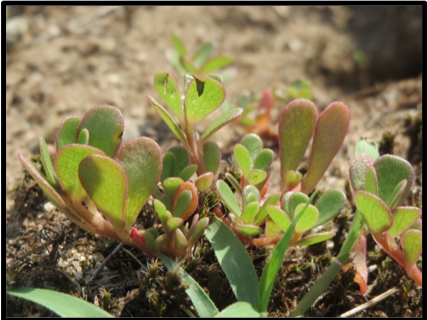 Purslane plant